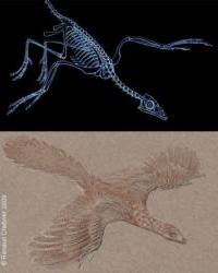 archaeopteryx_petit_350.jpg